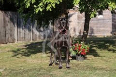 Great Dane