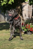 Great Dane