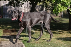 Great Dane