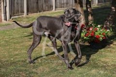 Great Dane