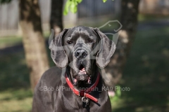 Great Dane