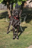 Great Dane