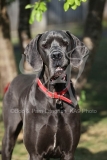 Great Dane