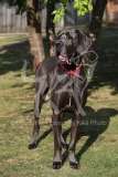 Great Dane