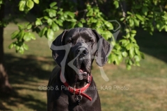 Great Dane