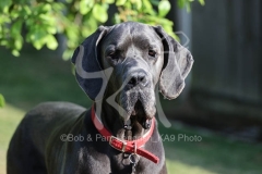 Great Dane