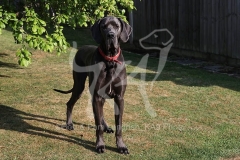 Great Dane