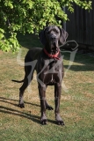 Great Dane