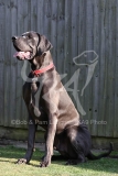 Great Dane