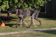 Great Dane