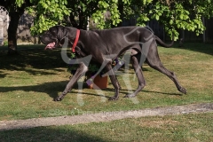 Great Dane