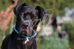 Great Dane