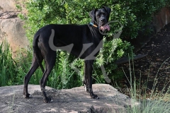 Great Dane