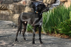 Great Dane