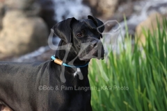 Great Dane