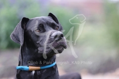 Great Dane