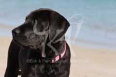 Great Dane