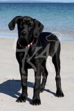 Great Dane