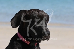Great Dane
