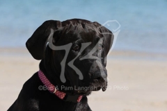 Great Dane