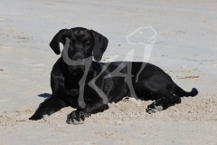 Great Dane