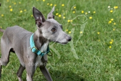 Greyhound - Italian