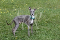 Greyhound - Italian