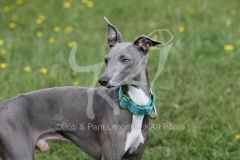 Greyhound - Italian