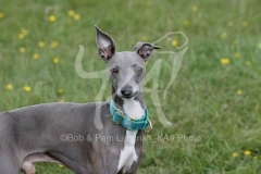 Greyhound - Italian