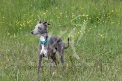Greyhound - Italian