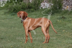 Hungarian Vizsla