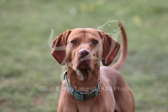 Hungarian Vizsla
