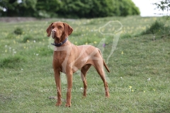 Hungarian Vizsla