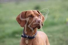 Hungarian Vizsla