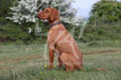 Hungarian Vizsla