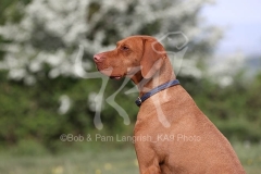 Hungarian Vizsla