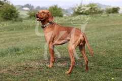 Hungarian Vizsla