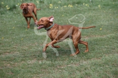 Hungarian Vizsla