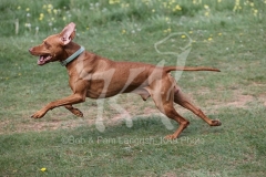 Hungarian Vizsla