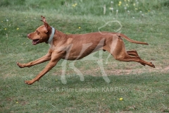 Hungarian Vizsla