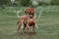 Hungarian Vizsla