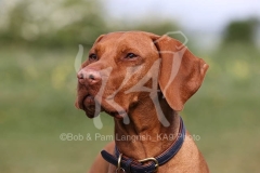 Hungarian Vizsla