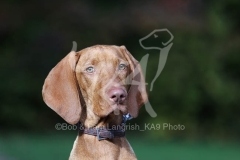 Hungarian Vizsla