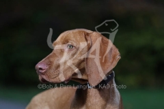Hungarian Vizsla