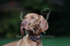 Hungarian Vizsla