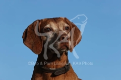 Hungarian Vizsla