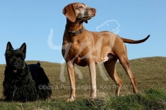 Hungarian Vizsla