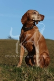 Hungarian Vizsla