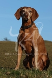 Hungarian Vizsla
