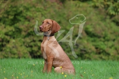 Hungarian Vizsla